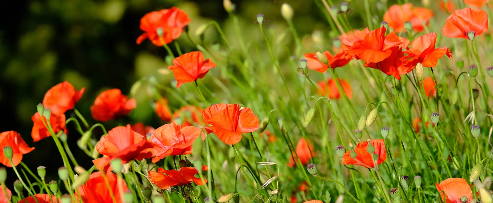 Danke mit Blumen